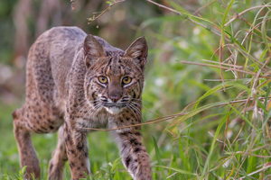 Wild Critter Adventures - Bobcat