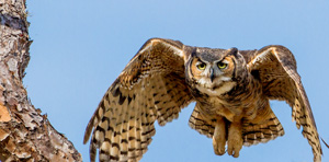 Wild Critter Adventures - Great Horned Owl